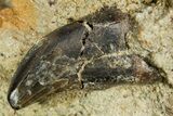 Juvenile Tyrannosaur Tooth in Situ - Wyoming #379735-1